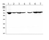 Anti-HIF3/HIF3A Antibody Picoband® Boster Bio