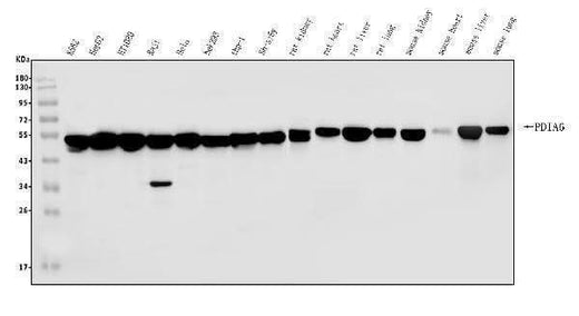 Anti-PDIA6 Antibody Picoband® Boster Bio