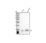 Anti-HBZ Antibody Picoband® Boster Bio