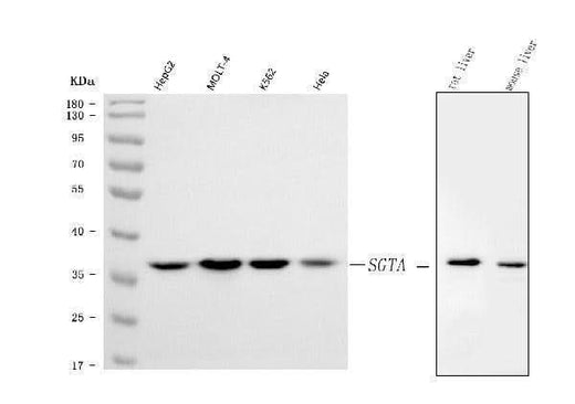 Anti-SGTA Antibody Picoband® Boster Bio