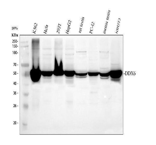 Anti-DDX6 Antibody Picoband® Boster Bio