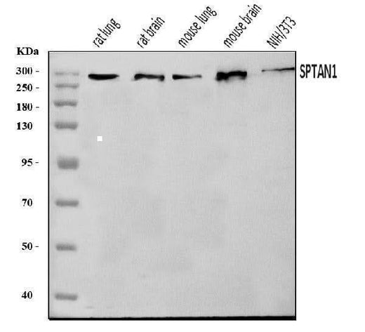 Anti-NEAS/SPTAN1 Antibody Picoband® Boster Bio