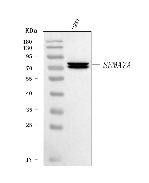 Anti-Semaphorin 7a/SEMA7A Antibody Picoband® Boster Bio