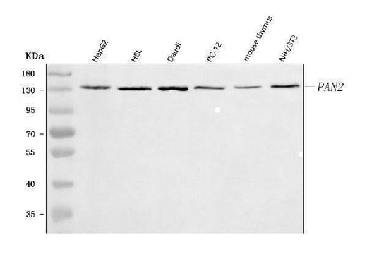 Anti-PAN2 Antibody Picoband® Boster Bio