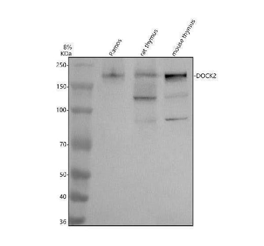 Anti-DOCK2 Antibody Picoband® Boster Bio