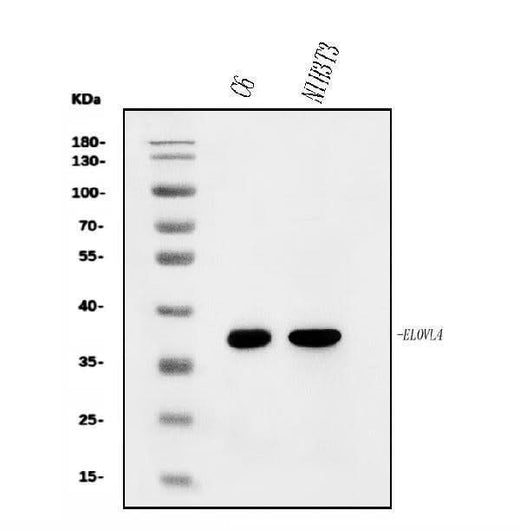 Anti-Elovl4 Antibody Picoband® Boster Bio