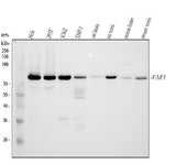 Anti-FAF1 Antibody Picoband® Boster Bio