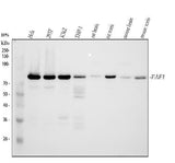 Anti-FAF1 Antibody Picoband® Boster Bio