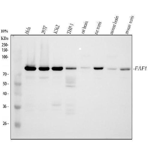 Anti-FAF1 Antibody Picoband® Boster Bio