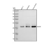 Anti-RAB35 Antibody Picoband® Boster Bio