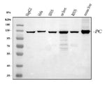 Anti-Pyruvate Carboxylase/PC Antibody Picoband® Boster Bio