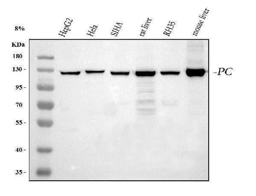 Anti-Pyruvate Carboxylase/PC Antibody Picoband® Boster Bio