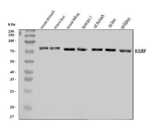 Anti-Hjurp Antibody Picoband® Boster Bio