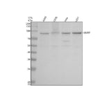 Anti-HJURP Antibody Picoband® Boster Bio