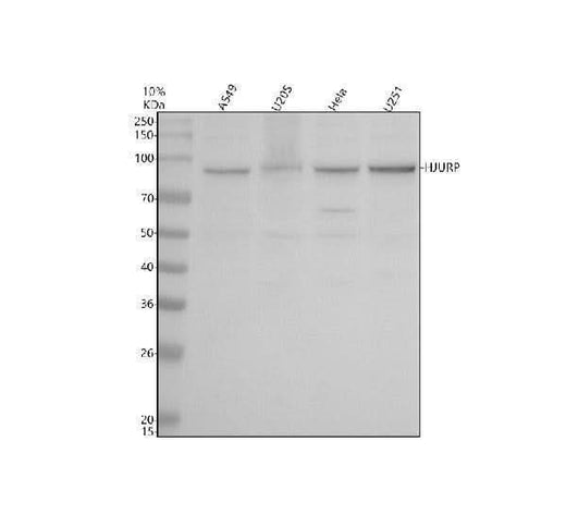 Anti-HJURP Antibody Picoband® Boster Bio