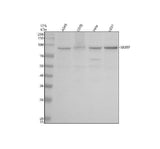Anti-HJURP Antibody Picoband® Boster Bio
