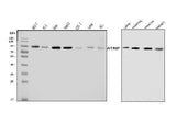 Anti-ATRIP Antibody Picoband® Boster Bio