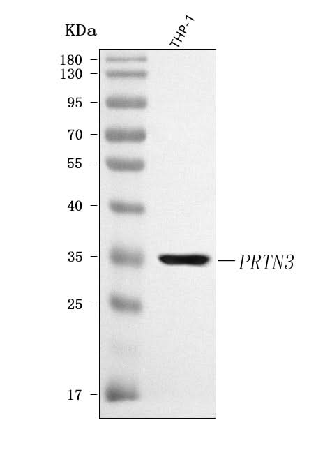 Anti-PRTN3 Antibody Picoband® Boster Bio
