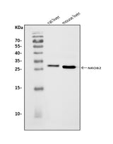 Anti-Nr0b2 Antibody Picoband® Boster Bio