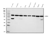 Anti-PRDM14 Antibody Picoband® Boster Bio