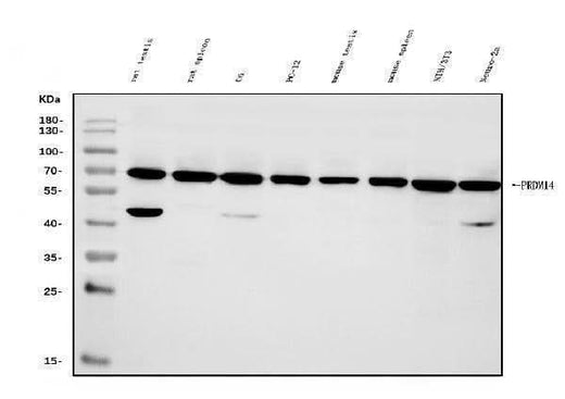 Anti-PRDM14 Antibody Picoband® Boster Bio