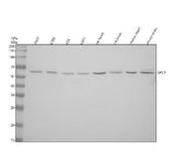 Anti-Glypican 1/GPC1 Antibody Picoband® Boster Bio