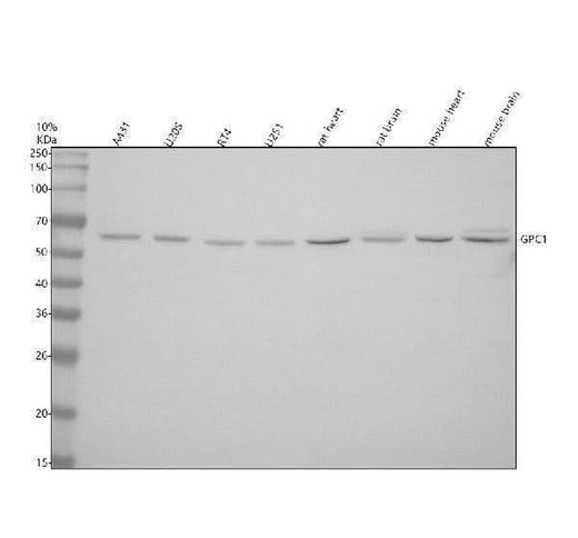 Anti-Glypican 1/GPC1 Antibody Picoband® Boster Bio
