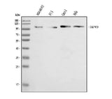 Anti-TRPV3 Antibody Picoband® Boster Bio