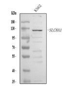 Anti-NCX1/SLC8A1 Antibody Picoband® Boster Bio