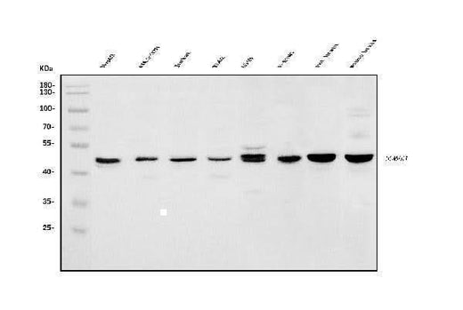 Anti-HOMER1 Antibody Picoband® Boster Bio