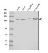 Anti-USP1 Antibody Picoband® Boster Bio