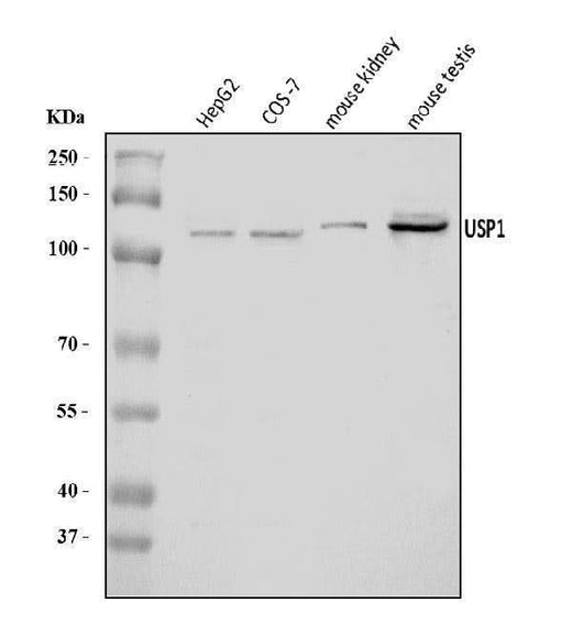 Anti-USP1 Antibody Picoband® Boster Bio