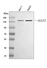 Anti-SULF2 Antibody Picoband® Boster Bio