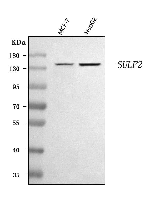 Anti-SULF2 Antibody Picoband® Boster Bio