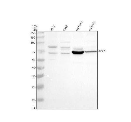 Anti-MSL1 Antibody Picoband® Boster Bio