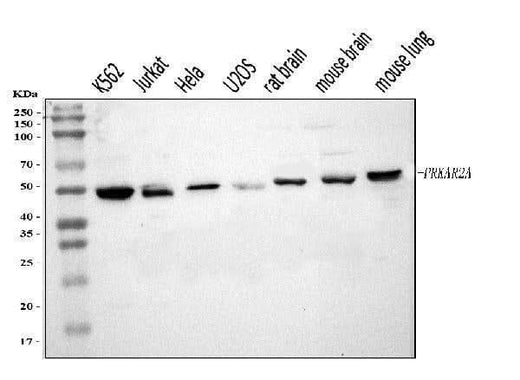 Anti-PKA R2/PKR2/PRKAR2A Antibody Picoband® Boster Bio