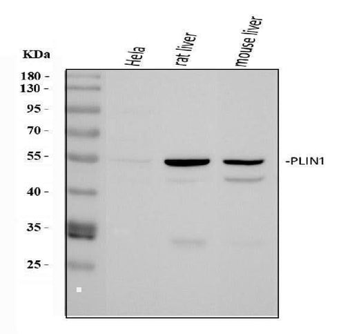 Anti-Perilipin A/PLIN1 Antibody Picoband® Boster Bio