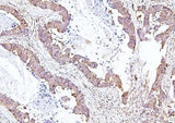 Anti-EIF4A1/2/3 Antibody Picoband® Boster Bio