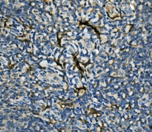 Anti-EIF4A1 Antibody Picoband® Boster Bio