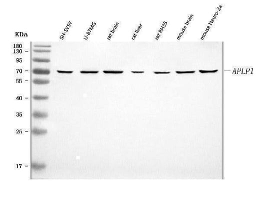 Anti-APLP1 Antibody Picoband® Boster Bio