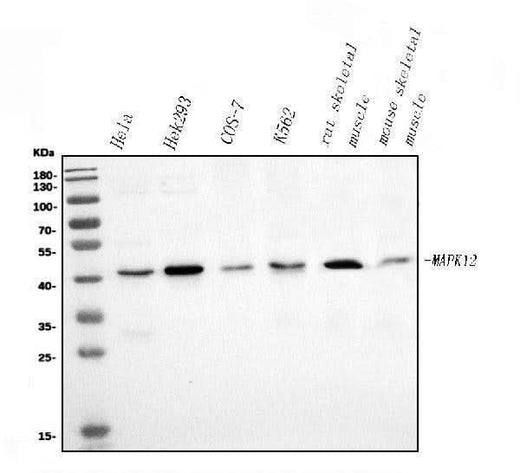 Anti-p38 gamma/MAPK12 Antibody Picoband® Boster Bio