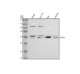 Anti-TPD52 Antibody Picoband® Boster Bio