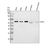 Anti-CEP55 Antibody Picoband® Boster Bio