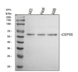 Anti-CEP55 Antibody Picoband® Boster Bio