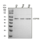 Anti-CEP55 Antibody Picoband® Boster Bio