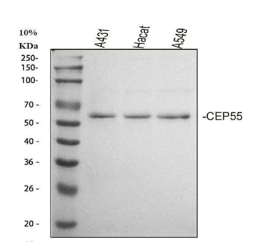 Anti-CEP55 Antibody Picoband® Boster Bio