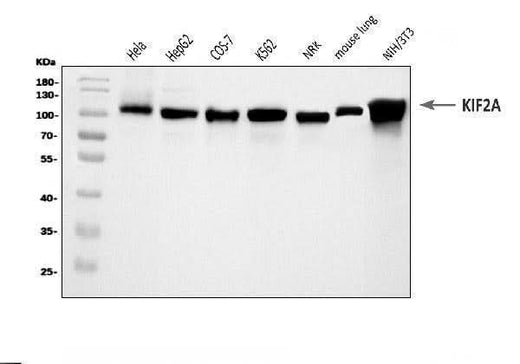 Anti-KIF2A Antibody Picoband® Boster Bio