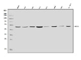 Anti-MEK5/MAP2K5 Antibody Picoband® Boster Bio