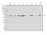 Anti-MEK5/MAP2K5 Antibody Picoband® Boster Bio
