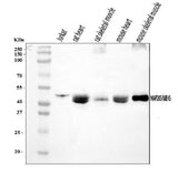 Anti-MEK5/MAP2K5 Antibody Picoband® Boster Bio